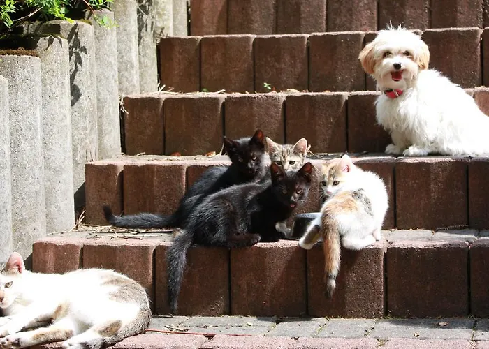 Reifenstein Kleinbartloff